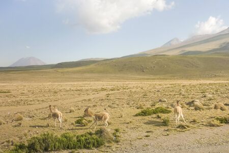 Photo taken from the bus of a group of free wild guanacos in the outsides of Arequipa in Peru, South America.の写真素材