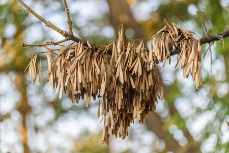 Zoom closeup photo of tree seeds against blur background.の写真素材