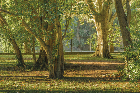 Beautiful and peaceful nature scene in a sunny dat at japanese garden located in Montevideo, Uruguay.の写真素材