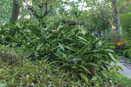 Detail fo plants and flowers at japanese garden located in Montevideo, Uruguay.の写真素材