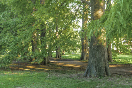 Beautiful and peaceful nature scene in a sunny dat at japanese garden located in Montevideo, Uruguay.の写真素材
