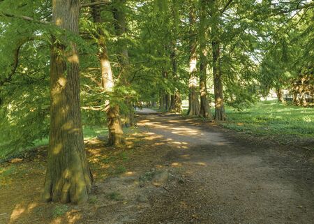 Beautiful and peaceful nature scene in a sunny dat at japanese garden located in Montevideo, Uruguay.の写真素材