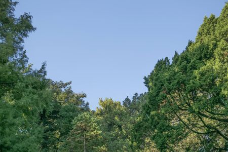 Low angle view of big trees and clean blue sky at background in a sunny day at the botanical garden...