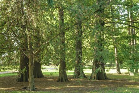 Beautiful and peaceful nature scene in a sunny dat at japanese garden located in Montevideo, Uruguay.の写真素材