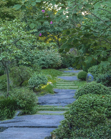 Stone road and leafy nature in the japanese garden located in Montevideo, Uruguay.の写真素材