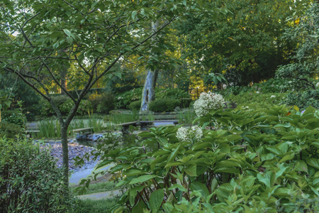 Pond and leafy nature in the japanese garden located in Montevideo, Uruguay.の写真素材