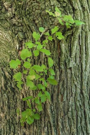 Closeup photo of beautiful plants shape which grow from the trunk of a treeの写真素材