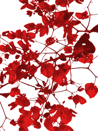 Lovely minimal style design of red petals flowers against white background.の写真素材