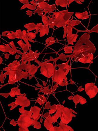Lovely minimal style design of red petals flowers against black background.