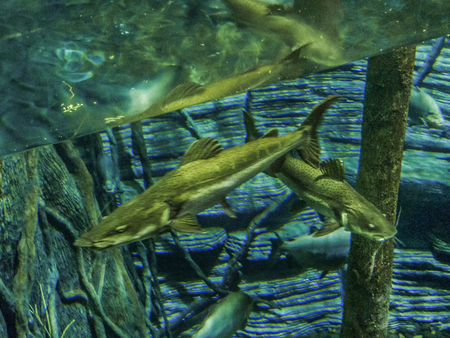 Group of fishes on fishbowl with plant at background.の写真素材