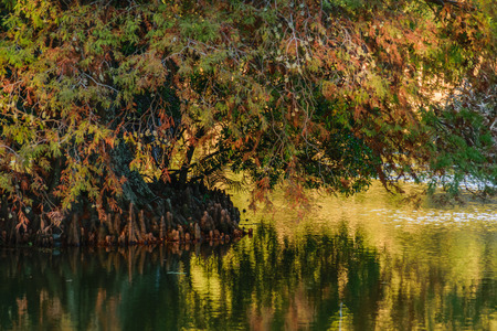 Beautiful and peaceful nature scene in a sunny day at park in Montevideo, Uruguay.の写真素材