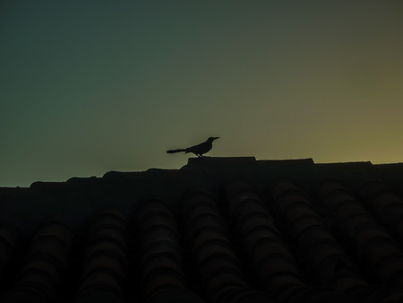Low angle distant view of crow on the roff against clean blue and green dark sky.の写真素材