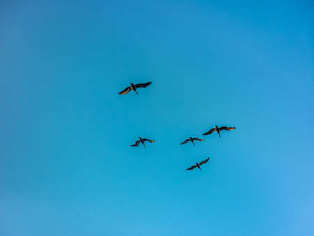 Low angle view of a group of black birds flying against clean blue sky background.の写真素材