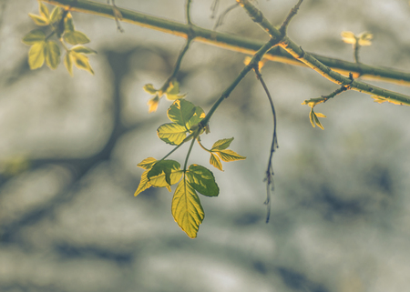 Digital color edited close up view of small green leaves and branches against blurred brown sky background.の写真素材