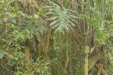 Leaves plants and trees at Iguazu national park at argentinian border.の写真素材