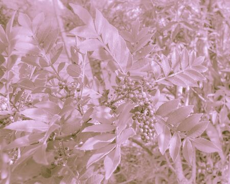 Digital color edited nature detail photo in pale pink colors.の写真素材