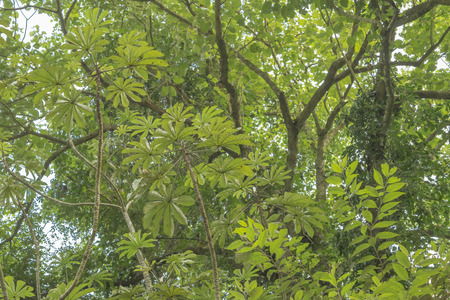 Leaves and branches detail at iguazu national park at argentinian border.の写真素材