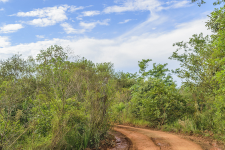 Jungle landscape located at Iguazu park at argentinian border.の写真素材
