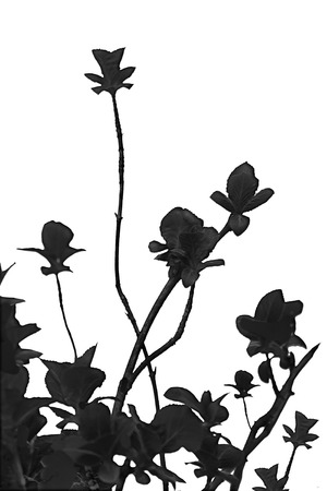 Minimalistic style edited nature photo black plants isolated against white background.の写真素材
