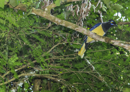 Low angle view of colorful bird in a tree at Iguazu Park in brazilian border.の写真素材