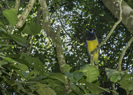 Low angle view of colorful bird in a tree at Iguazu Park in brazilian border.の写真素材