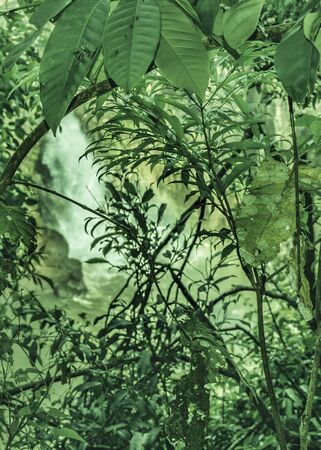 Digital color edited photo of leafy nature and waterfall at background in Iguazu national park at the brazilian border.の写真素材