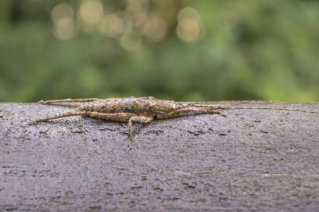 Close up view of weird camouflage insect standing in wood at iguazu national park at brazilian border.の写真素材