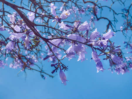 Low angle view digital color edited photo of beautiful violet flowers against clean blue sky at background.の写真素材
