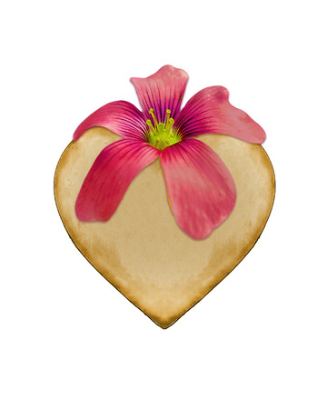 Creative photo collage design of pink flower located at the top of a heart isolated in white background.の写真素材