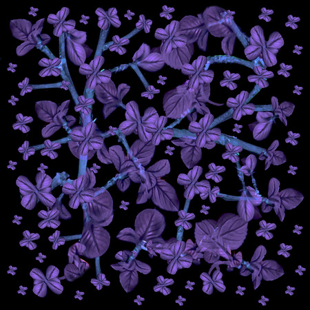 Digital collage technique floral lace motif pattern in violet and blue colors against black background.の写真素材