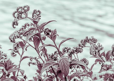 Digital color edited floral scene photo of bunch of flowers and plants against water background in San Pablo Lake, Imbabura district Ecuadorの写真素材