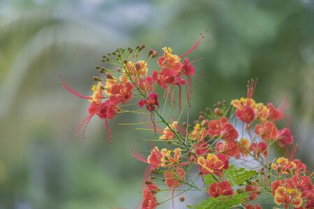 Close up view of a bunch of colorful warm flowers against blurred background