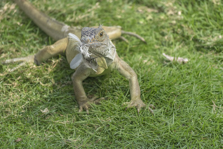 Small iguana eating a bird at Iguanas park, a touristic attraction located in the downtown of...