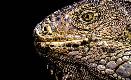 Closeup view of iguana head isolated against black background.