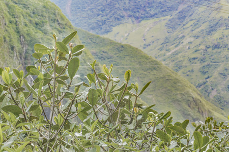 Beautiful landscape scene of big leafy mountains located in Banos, Ecuador.の写真素材