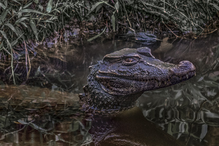 Adult caiman at water with menacing look at Puyo zoo, Ecuador, South Americaの写真素材