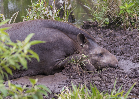 Adult tapir resting at zoo in Puyo, Ecuadorの写真素材
