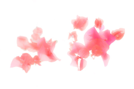 Minimalistic style design close up view of isolated red flowers detail