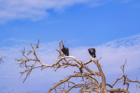 Low angle shot of a pair of black vultures at the top of leaveless tree against blue sky backgroundの写真素材