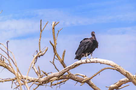 Low angle shot of black vulture at the top of leaveless tree against blue sky backgroundの写真素材