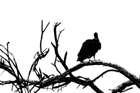 Black vulture silhouette at the top of leaveless tree against white backgroundの写真素材