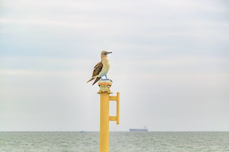 Famous exotic bird with blue foots standing at top of column at ocean in Salinas, Ecuadorの写真素材