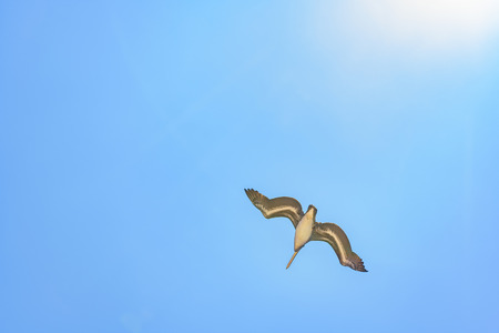 Pelican flying against blue sky in Santa Elena, Ecuadorの写真素材