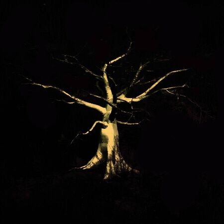 Front view shot of exotic tropical big leaveless tree isolated on black background