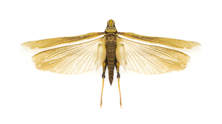 Top view photo of orange insect with wings open isolated in white background.