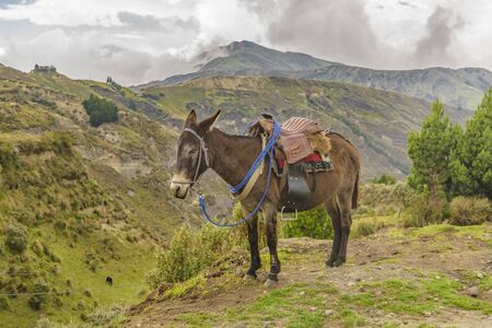 Packed mule resting at andean landscape at Quilotoa, Lacatunga, Ecuadorの写真素材