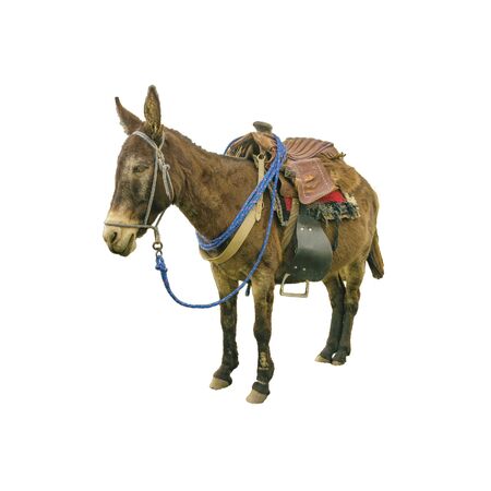 Packed mule resting isolated on white backgroundの写真素材