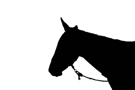 Side view body part mule silhouette isolated on white backgroundの写真素材