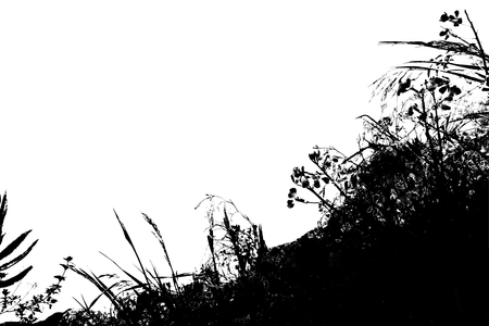 Leafy green plants photo isolated over white backgroundの写真素材