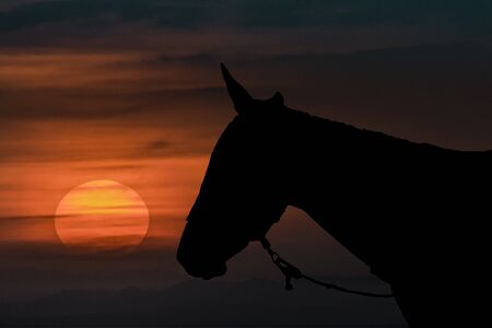 Sunset scene collage illustration with horse silhouette as main subject against sky backgroundの写真素材